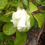 La Hacienda De Mi Senor