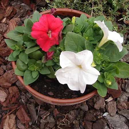 米赛诺庄园酒店 酒店 3*