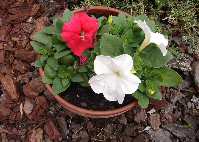 La Hacienda De Mi Senor מלון 3*