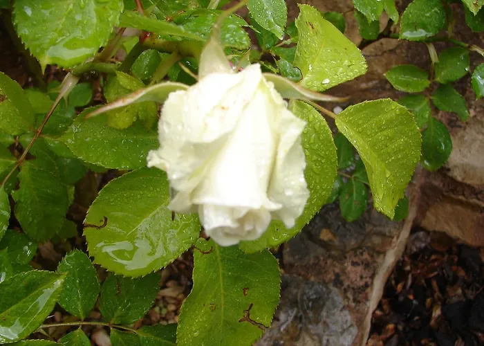 米赛诺庄园酒店