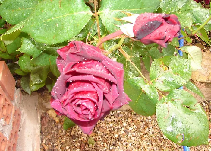 米赛诺庄园酒店 3*